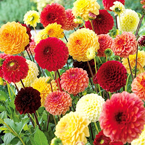 70+ Seeds Dahlia Merry Guys (Funny Guys) - Flower Mix - Hình 13
