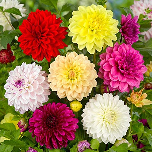 70+ Seeds Dahlia Merry Guys (Funny Guys) - Flower Mix - Hình 11