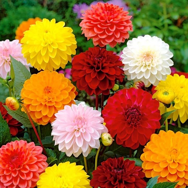 70+ Seeds Dahlia Merry Guys (Funny Guys) - Flower Mix - Hình 12