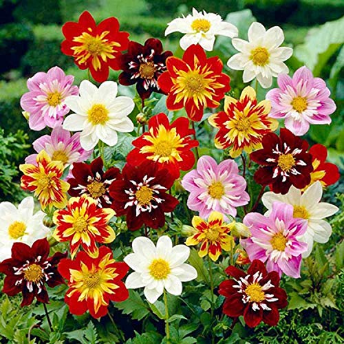 30+ Seeds Pompon Dahlia - Flower Mix - Hình 8