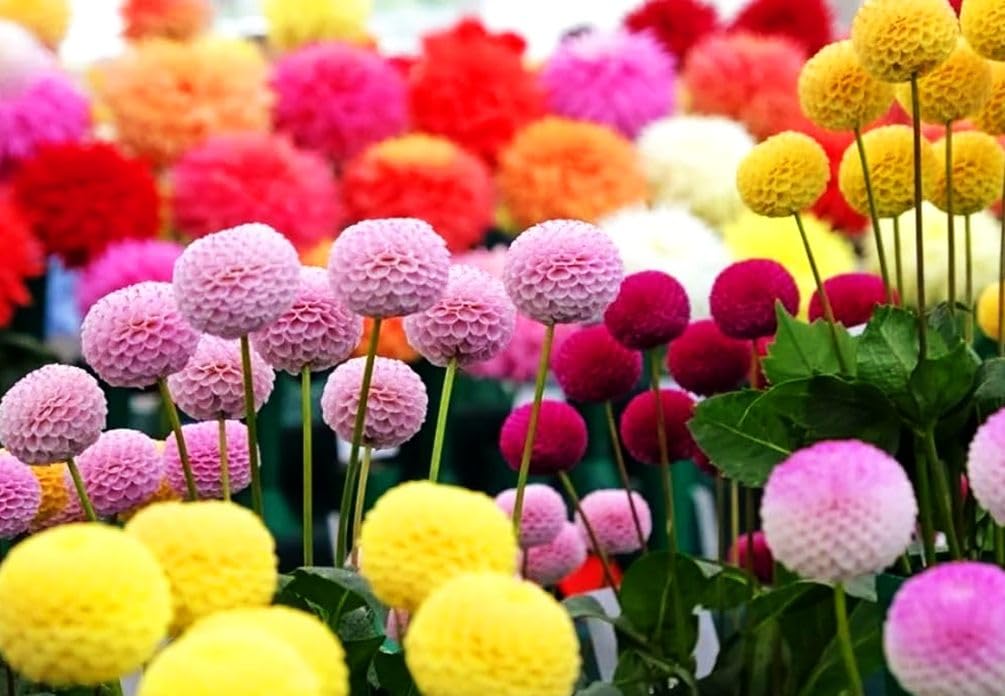 100+ Perennial Mixed Mini Dahlia Pompon Flower Seeds for Planting Ourdoor Beautiful Heirloom - Hình 6