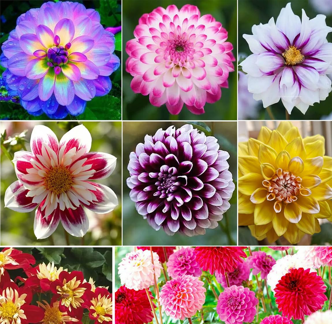 30+ Seeds Pompon Dahlia - Flower Mix - Hình 10