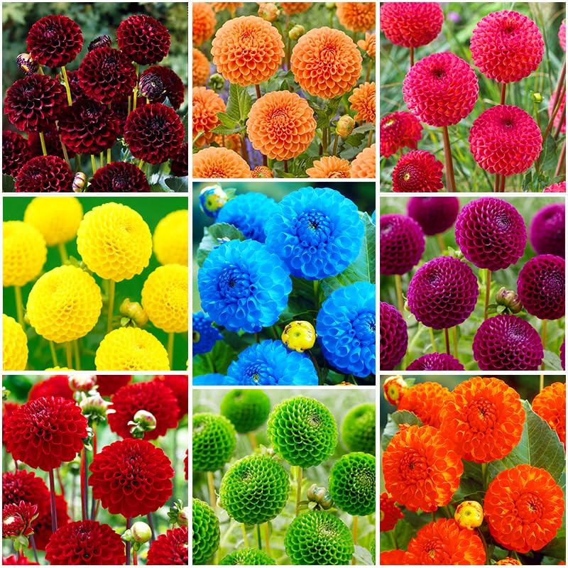 500+ Perennial Dahlia Flower Seeds Exotic Multi-Color Beautiful Dahlia Seeds for Planting Non-GMO Flowers Seeds Garden Outdoor - Hình 16