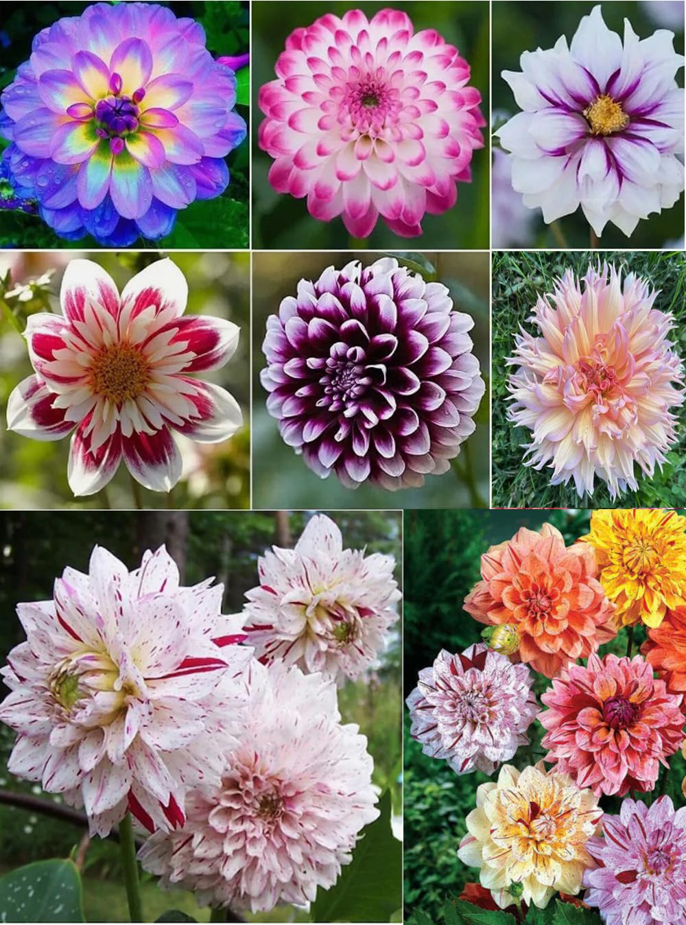 100+ Perennial Mixed Mini Dahlia Pompon Flower Seeds for Planting Ourdoor Beautiful Heirloom - Hình 11