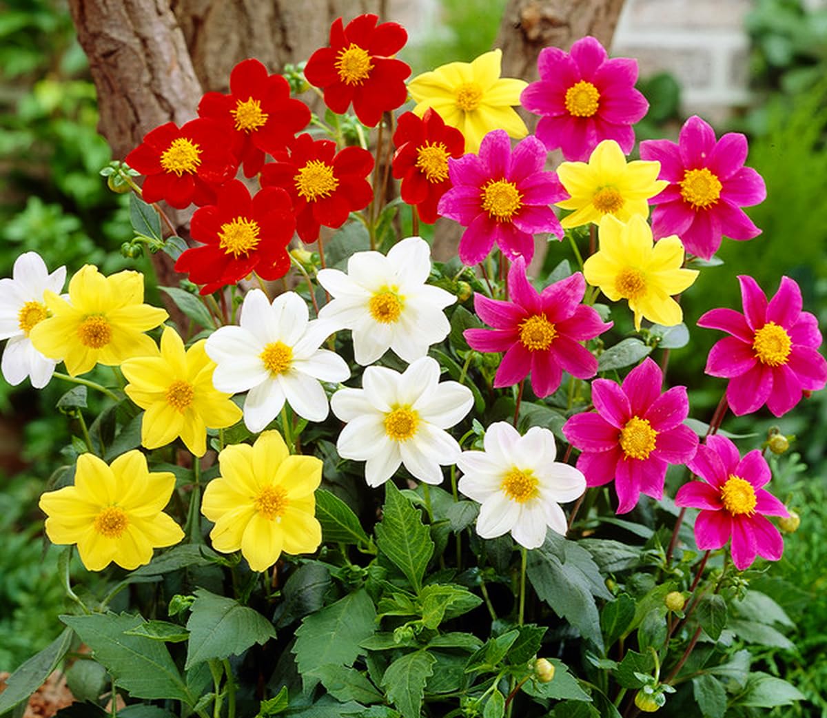 70+ Seeds Dahlia Merry Guys (Funny Guys) - Flower Mix - Hình 8