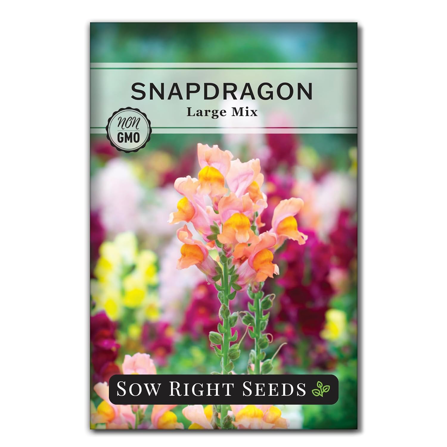Mixed Snapdragon Flowers Seeds Tall Garden Pretty Flower Annual Outdoor Magic Carpet Non-GMO 300pcs - Hình 13