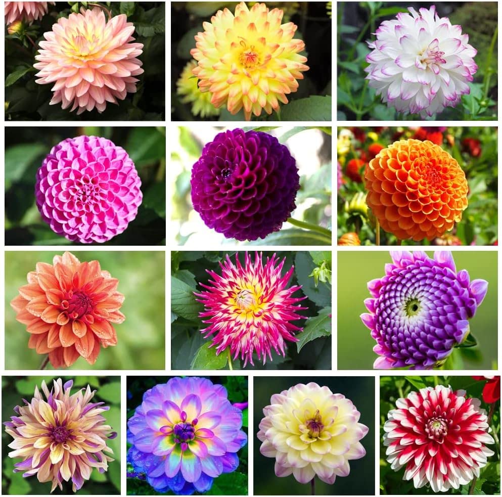 500+ Perennial Dahlia Flower Seeds Exotic Multi-Color Beautiful Dahlia Seeds for Planting Non-GMO Flowers Seeds Garden Outdoor - Hình 15