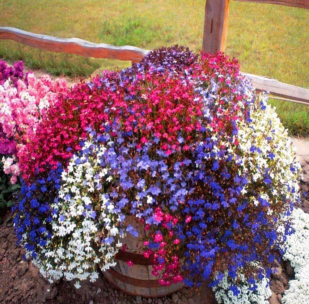 30+ Seeds Pompon Dahlia - Flower Mix - Hình 12