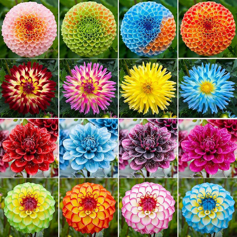 500+ Perennial Dahlia Flower Seeds Exotic Multi-Color Beautiful Dahlia Seeds for Planting Non-GMO Flowers Seeds Garden Outdoor - Hình 13