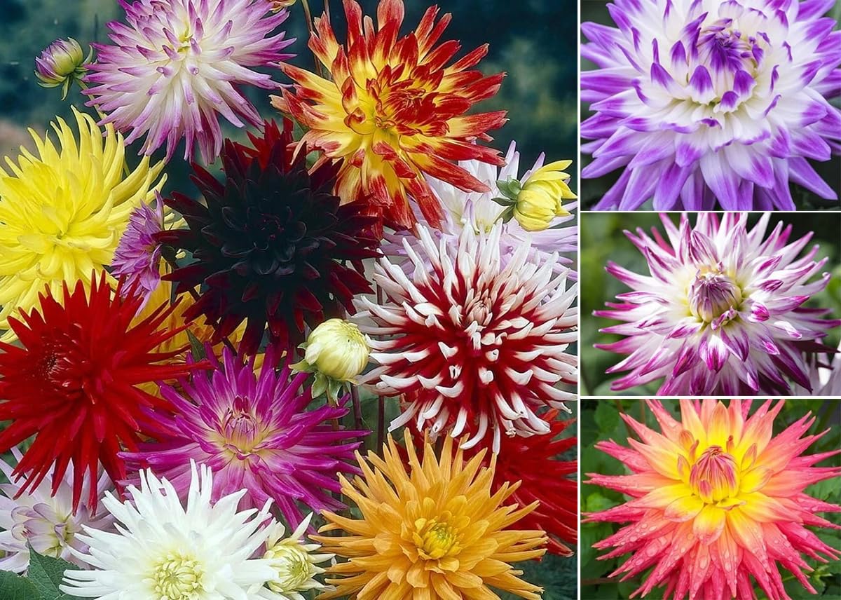 30+ Seeds Pompon Dahlia - Flower Mix - Hình 11