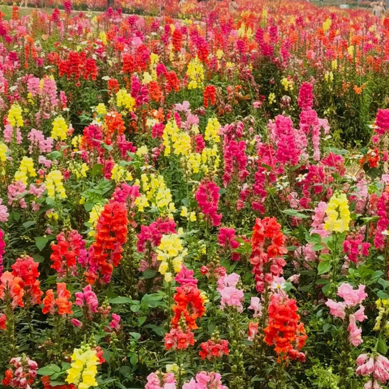 Mixed Snapdragon Flowers Seeds Tall Garden Pretty Flower Annual Outdoor Magic Carpet Non-GMO 300pcs - Hình 9