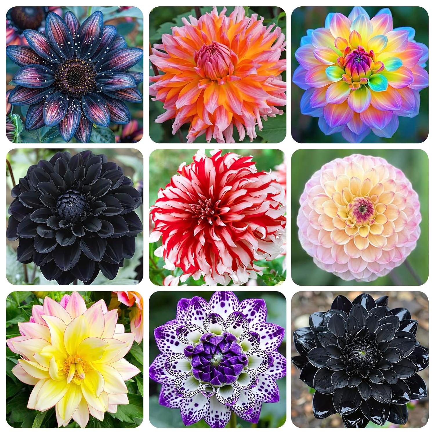 500+ Perennial Dahlia Flower Seeds Exotic Multi-Color Beautiful Dahlia Seeds for Planting Non-GMO Flowers Seeds Garden Outdoor - Hình 14