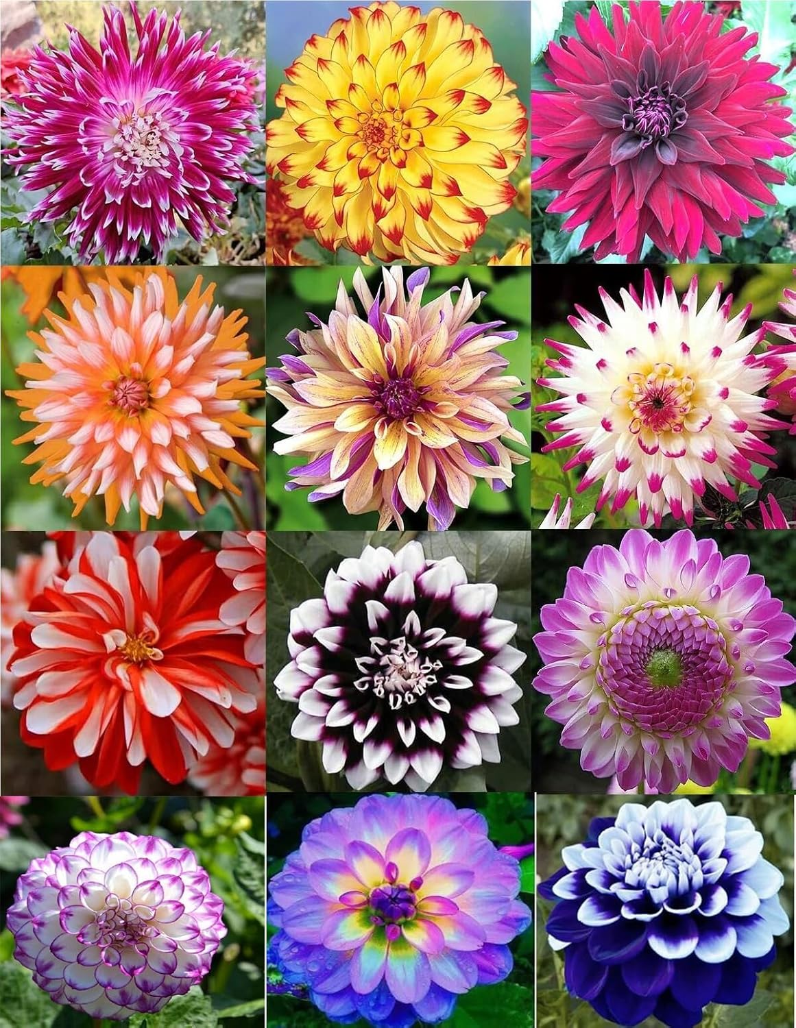 100+ Rare Mix Color Dahlia Pompon Flower Seeds Heirloom Variabilis Beautiful Annual for Planting Outdoor Gardens Yards - Hình 9