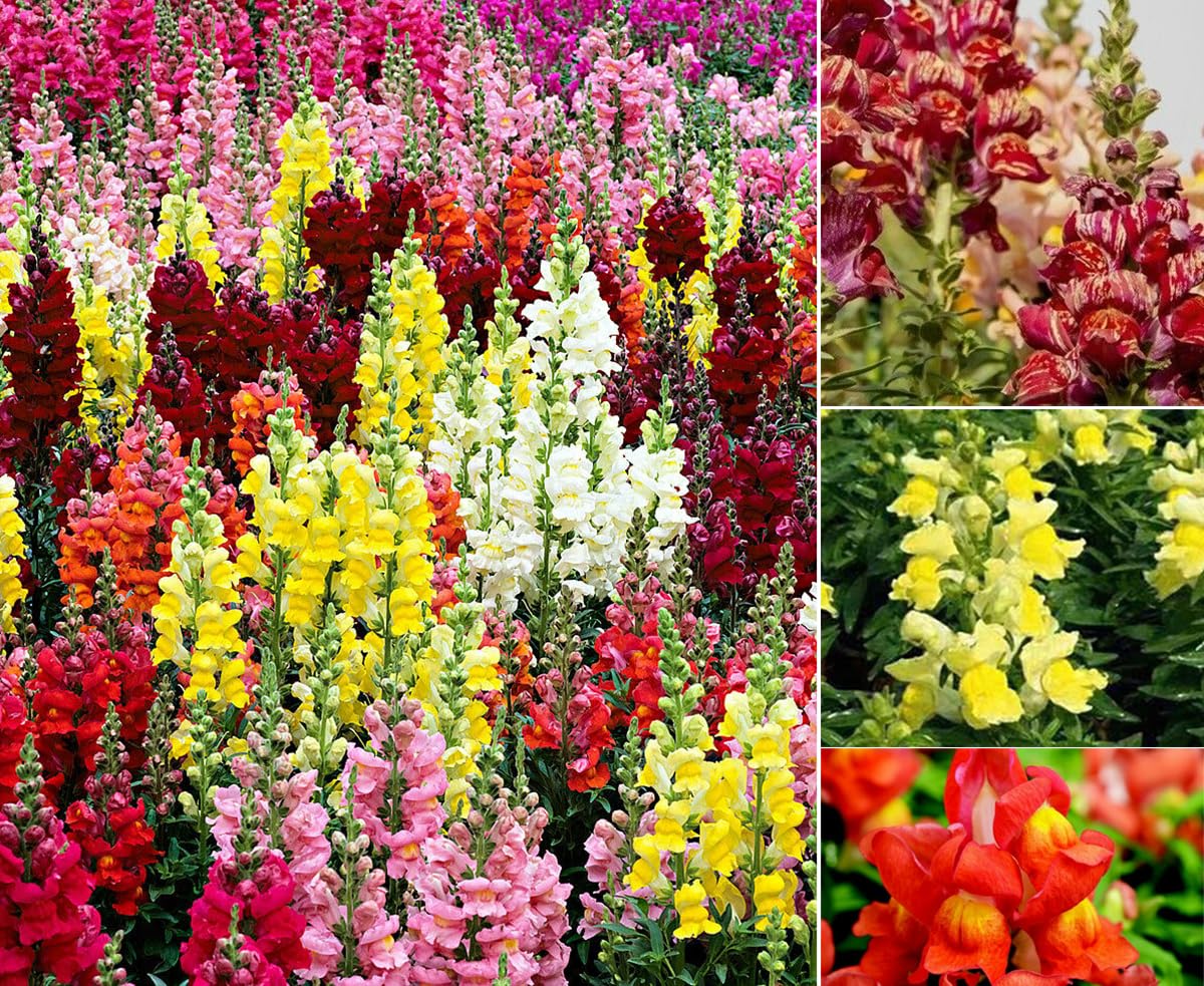 Mixed Snapdragon Flowers Seeds Tall Garden Pretty Flower Annual Outdoor Magic Carpet Non-GMO 300pcs - Hình 6