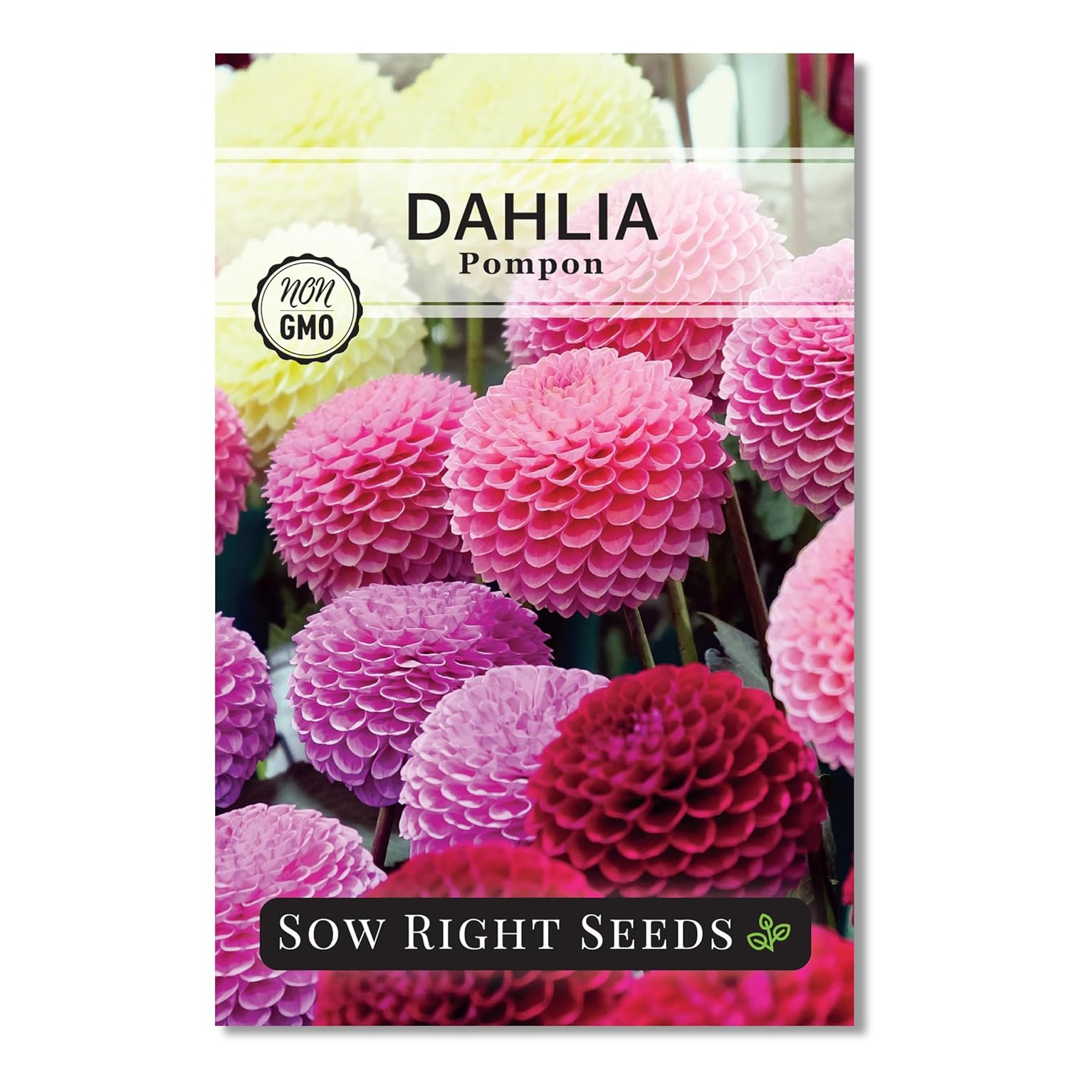 70+ Seeds Dahlia Merry Guys (Funny Guys) - Flower Mix - Hình 16