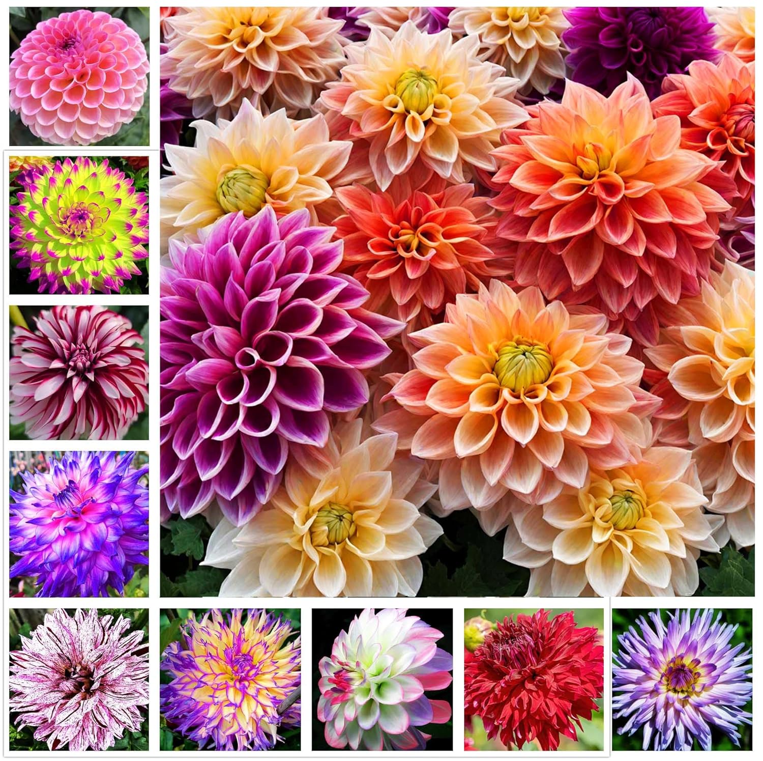 500+ Perennial Dahlia Flower Seeds Exotic Multi-Color Beautiful Dahlia Seeds for Planting Non-GMO Flowers Seeds Garden Outdoor - Hình 12