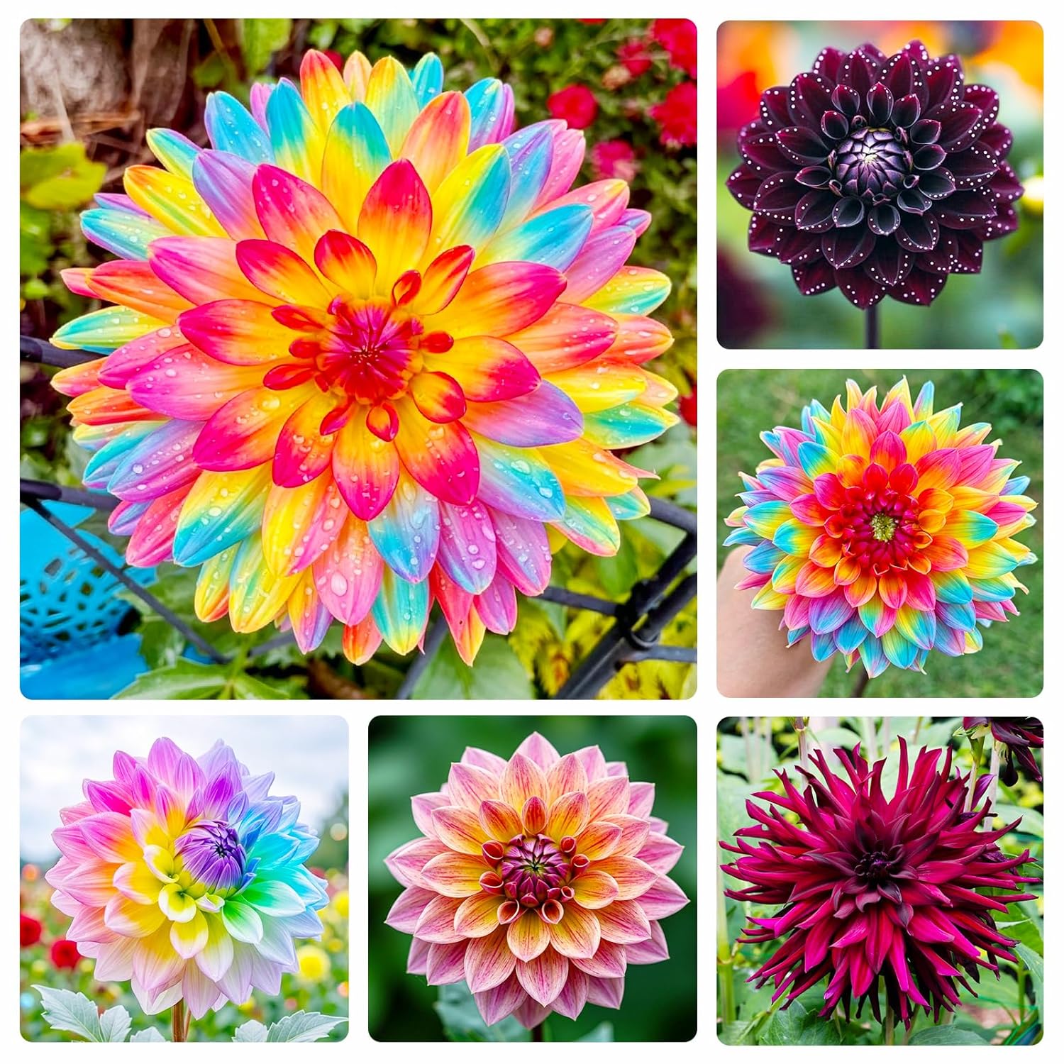 500+ Perennial Dahlia Flower Seeds Exotic Multi-Color Beautiful Dahlia Seeds for Planting Non-GMO Flowers Seeds Garden Outdoor - Hình 9