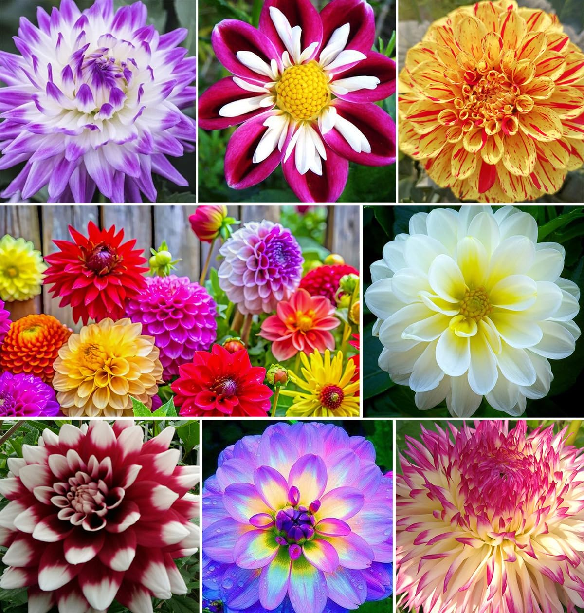500+ Perennial Dahlia Flower Seeds Exotic Multi-Color Beautiful Dahlia Seeds for Planting Non-GMO Flowers Seeds Garden Outdoor - Hình 17