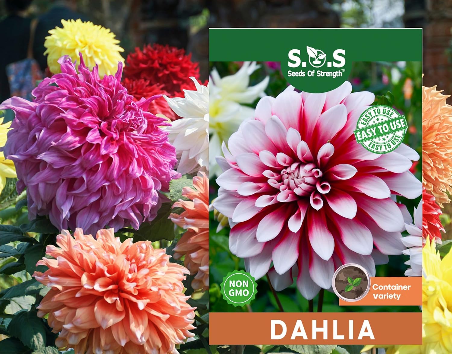 70+ Seeds Dahlia Merry Guys (Funny Guys) - Flower Mix - Hình 15