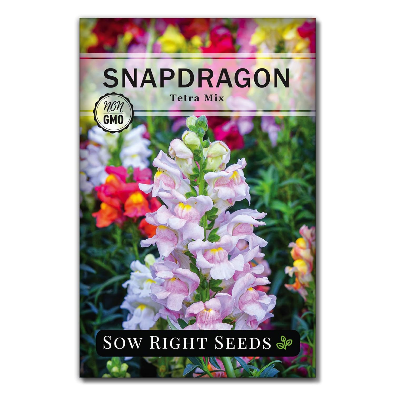 Mixed Snapdragon Flowers Seeds Tall Garden Pretty Flower Annual Outdoor Magic Carpet Non-GMO 300pcs - Hình 12