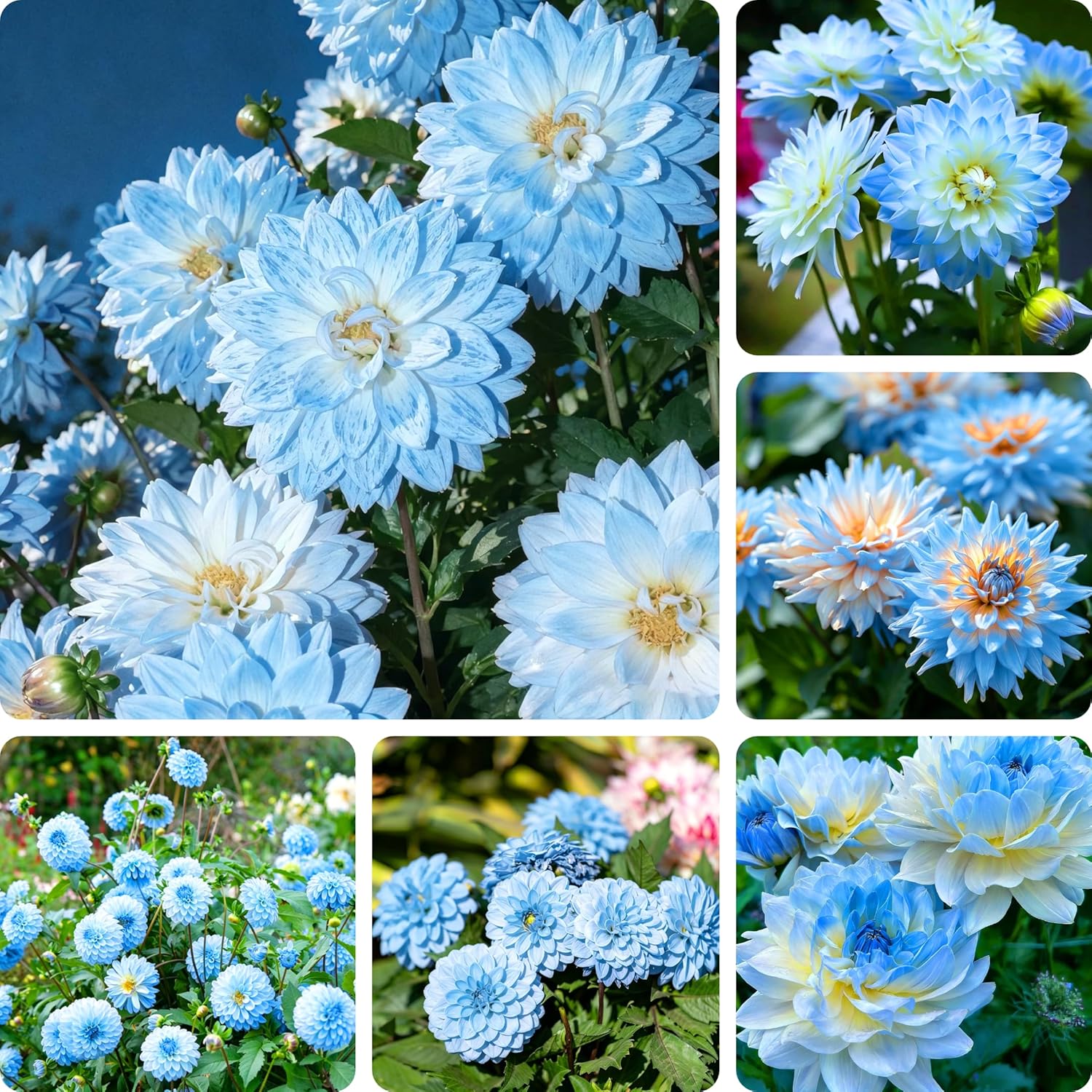 500+ Perennial Dahlia Flower Seeds Exotic Multi-Color Beautiful Dahlia Seeds for Planting Non-GMO Flowers Seeds Garden Outdoor - Hình 8