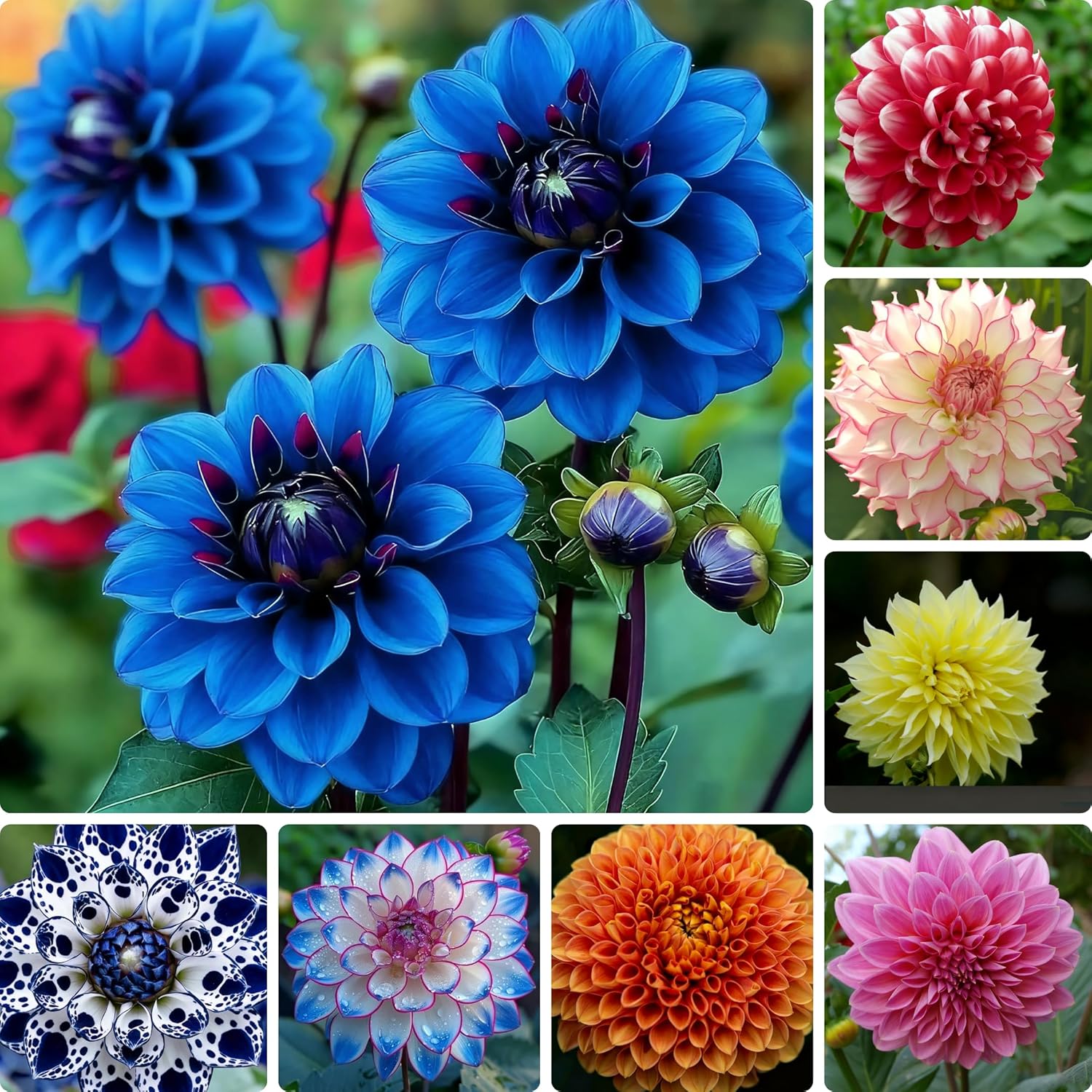 500+ Perennial Dahlia Flower Seeds Exotic Multi-Color Beautiful Dahlia Seeds for Planting Non-GMO Flowers Seeds Garden Outdoor - Hình 11