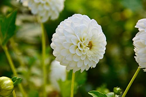 30+ Seeds Pompon Dahlia - Flower Mix - Hình 7