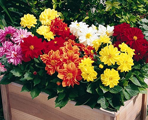 70+ Seeds Dahlia Merry Guys (Funny Guys) - Flower Mix - Hình 6