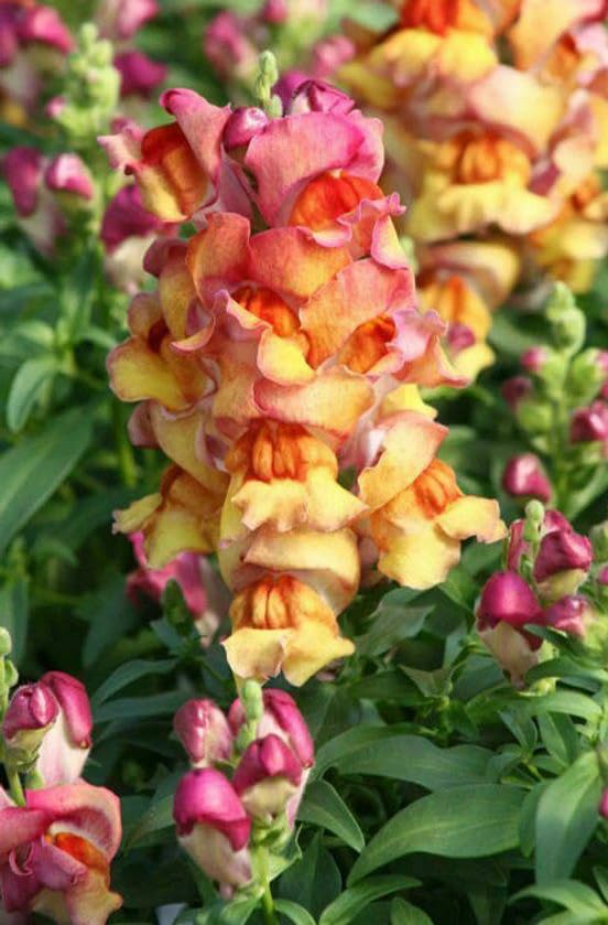 Mixed Snapdragon Flowers Seeds Tall Garden Pretty Flower Annual Outdoor Magic Carpet Non-GMO 300pcs - Hình 2