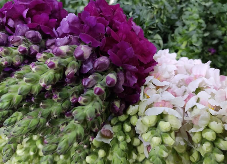 Mixed Snapdragon Flowers Seeds Tall Garden Pretty Flower Annual Outdoor Magic Carpet Non-GMO 300pcs - Hình 5