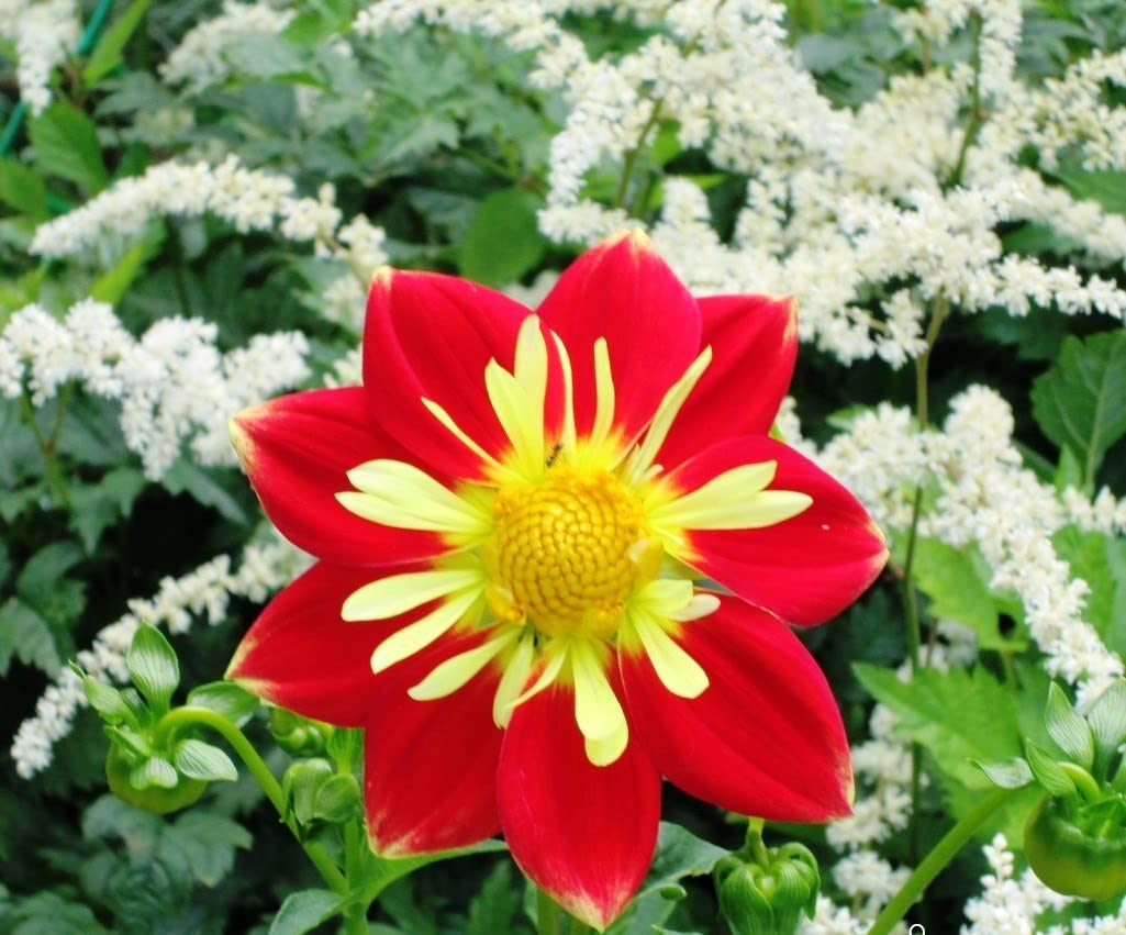70+ Seeds Dahlia Merry Guys (Funny Guys) - Flower Mix - Hình 5