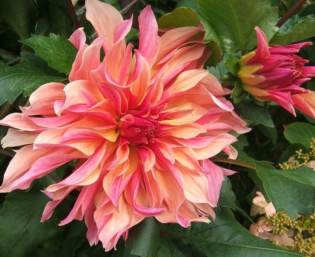 100+ Rare Mix Color Dahlia Pompon Flower Seeds Heirloom Variabilis Beautiful Annual for Planting Outdoor Gardens Yards - Hình 7