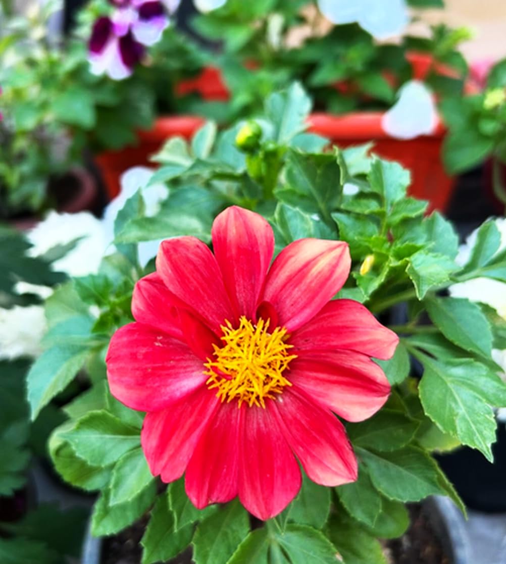 100+ Perennial Mixed Mini Dahlia Pompon Flower Seeds for Planting Ourdoor Beautiful Heirloom - Hình 4