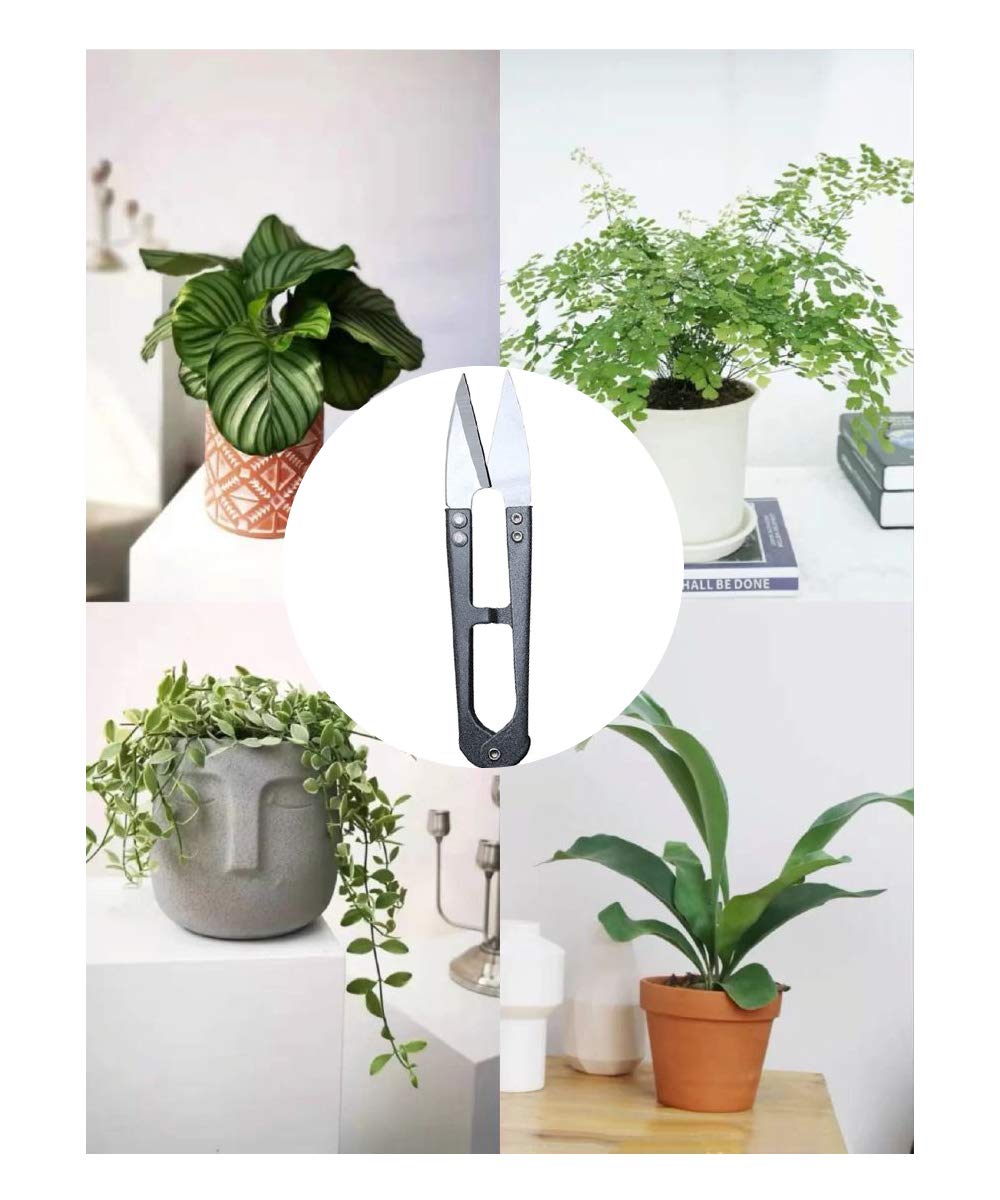 MUUZLL 3 Pack 4.1Inch Bonsai Pruning Scissors, Bud And Leaves Trimmer Yarn Thread Cutter Snips Trimming Supplies, Garden Plants, Gardening Clippers Flower, Stainless Steel Pruners Trimmers - Hình 5