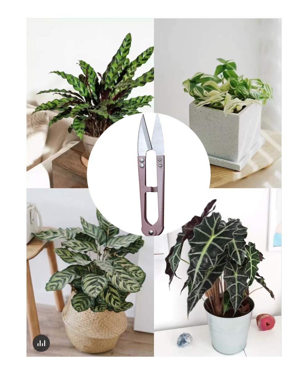 MUUZLL 3 Pack 4.1Inch Bonsai Pruning Scissors, Bud And Leaves Trimmer Yarn Thread Cutter Snips Trimming Supplies, Garden Plants, Gardening Clippers Flower, Stainless Steel Pruners Trimmers - Hình 3