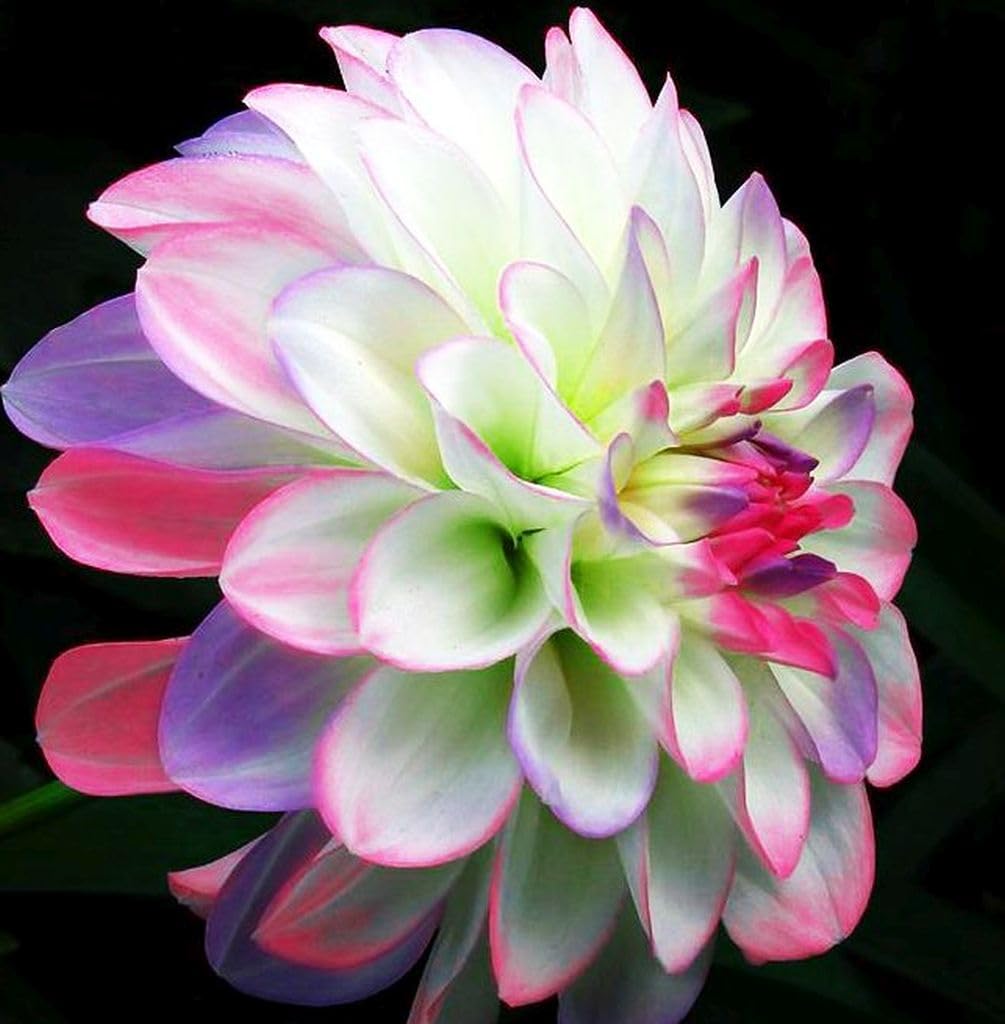 100+ Rare Mix Color Dahlia Pompon Flower Seeds Heirloom Variabilis Beautiful Annual for Planting Outdoor Gardens Yards - Hình 3