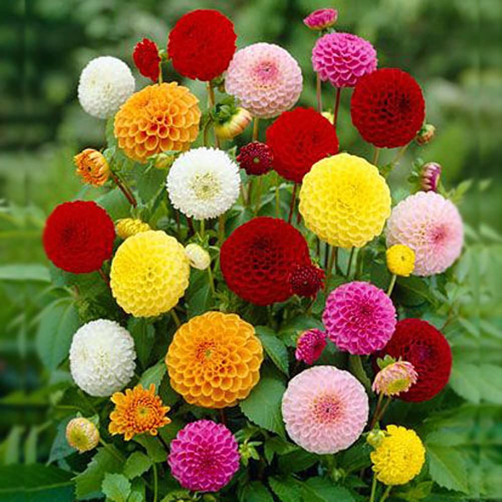 30+ Seeds Pompon Dahlia - Flower Mix - Hình 5