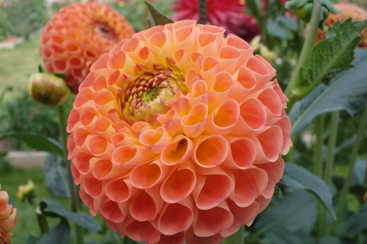 30+ Seeds Pompon Dahlia - Flower Mix - Hình 6