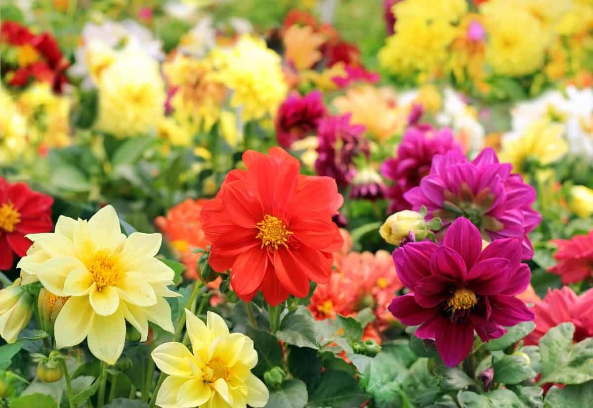 70+ Seeds Dahlia Merry Guys (Funny Guys) - Flower Mix - Hình 2