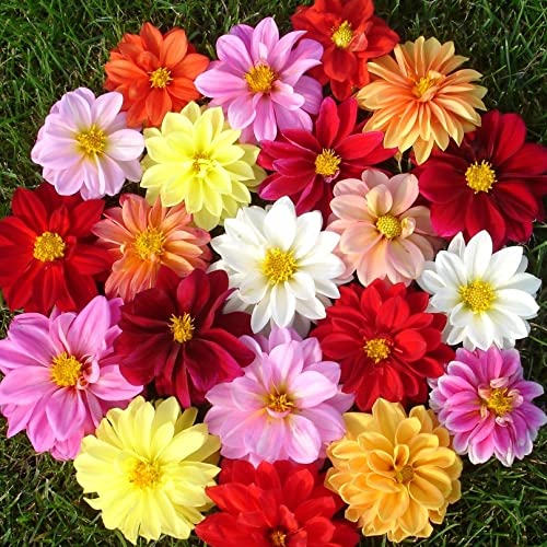 70+ Seeds Dahlia Merry Guys (Funny Guys) - Flower Mix - Hình 7