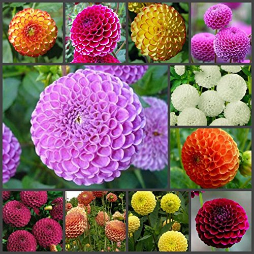 30+ Seeds Pompon Dahlia - Flower Mix - Hình 2
