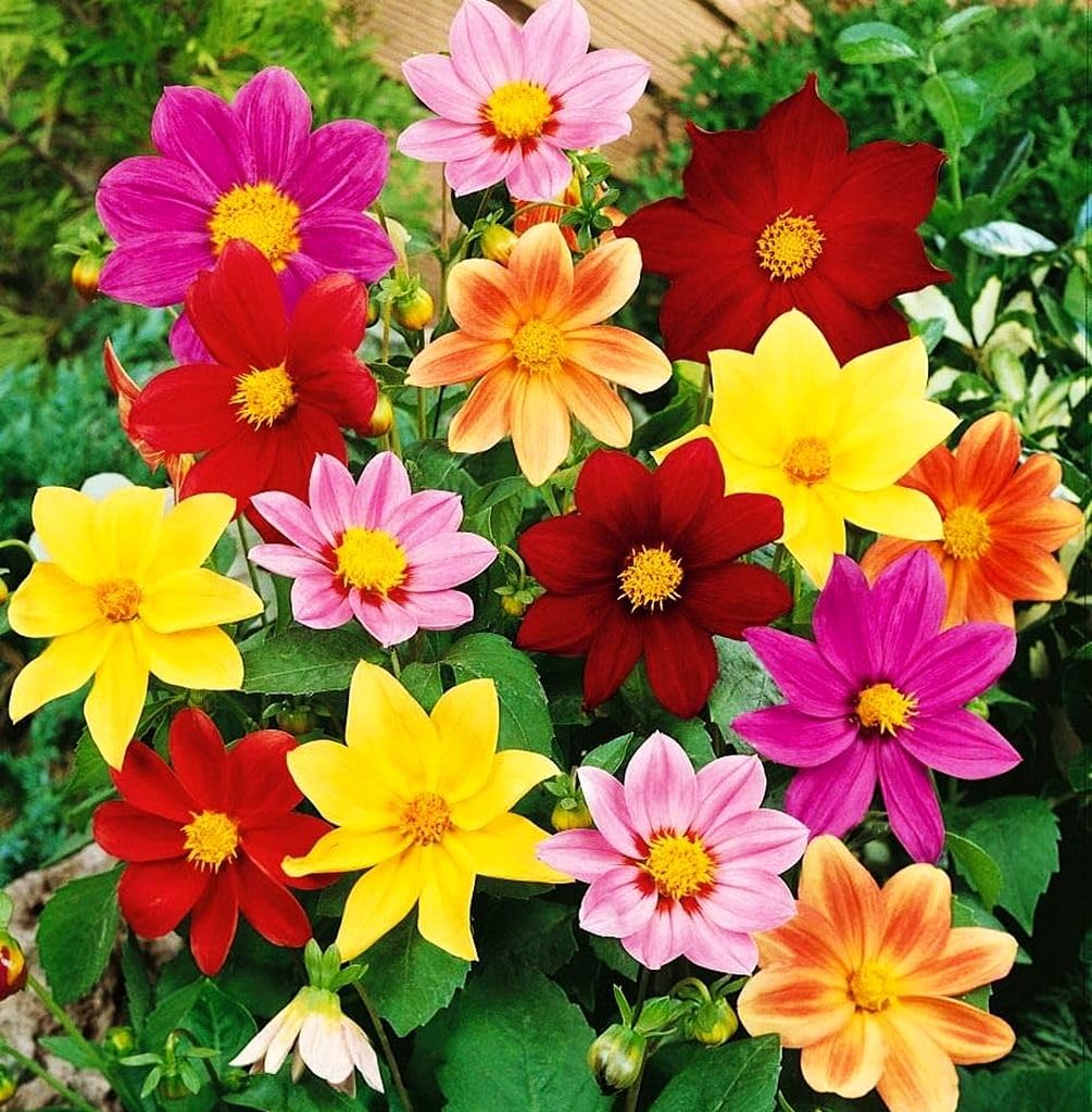 100+ Perennial Mixed Mini Dahlia Pompon Flower Seeds for Planting Ourdoor Beautiful Heirloom - Hình 2