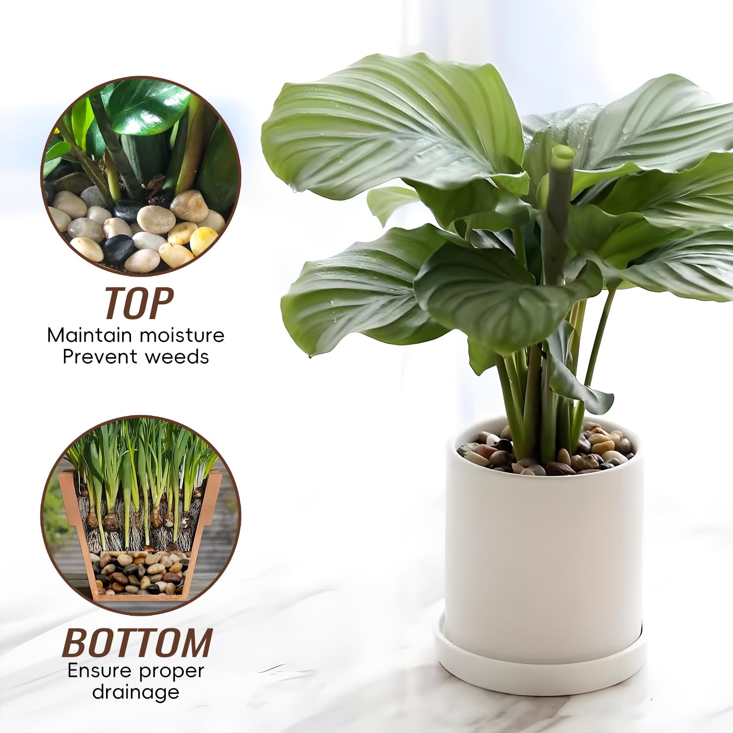 RITOLLO River Rocks Pebbles for Indoor Plants 3/8-1 Inch Natural Aquarium Gravel Decorative Fish Tank Rocks Garden Landscaping Decor - Hình 4