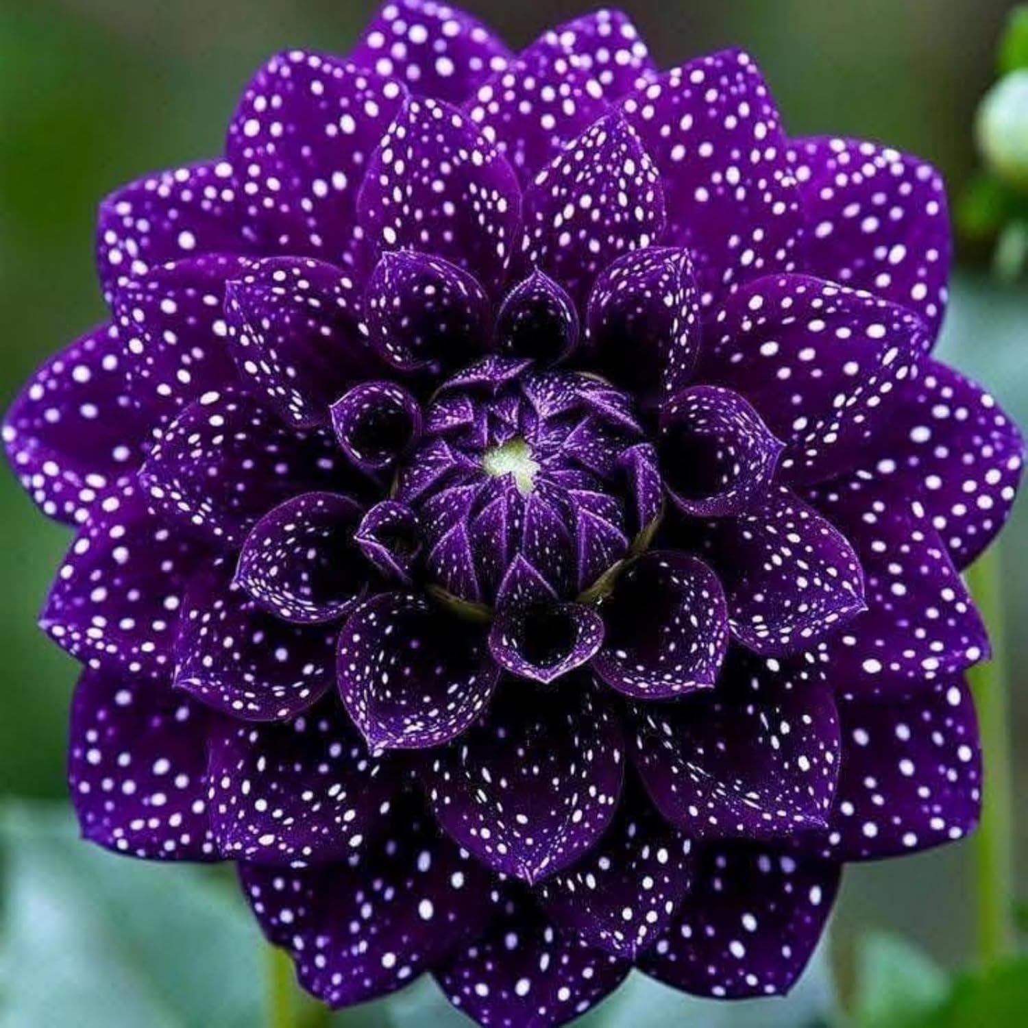 500+ Perennial Dahlia Flower Seeds Exotic Multi-Color Beautiful Dahlia Seeds for Planting Non-GMO Flowers Seeds Garden Outdoor - Hình 3