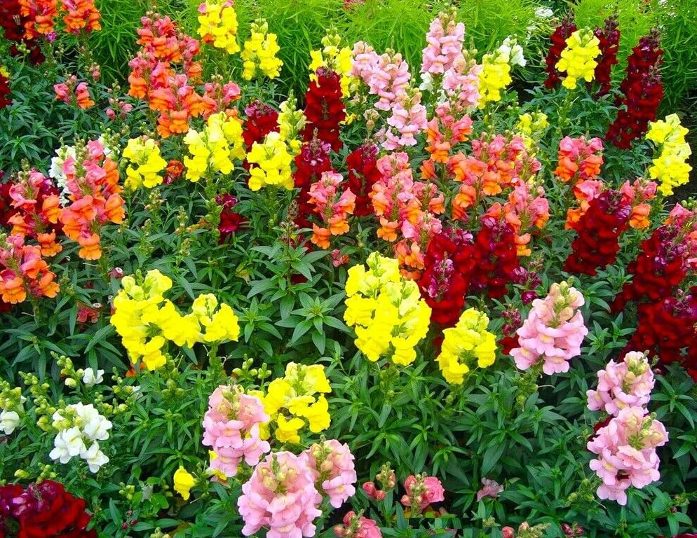 Mixed Snapdragon Flowers Seeds Tall Garden Pretty Flower Annual Outdoor Magic Carpet Non-GMO 300pcs - Hình 3