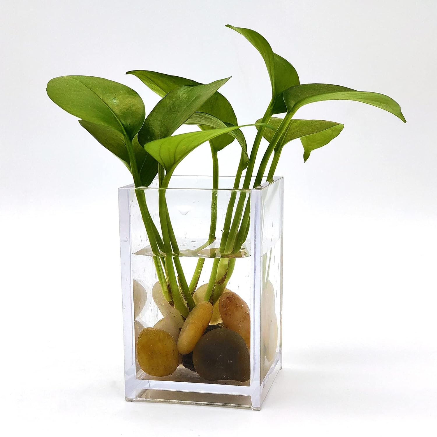 1lb Polished Pebbles for Plants,Gardens, Décor, Landscaping, Succulent, Terrarium, Decorative Rocks-Natural Stone Pebbles,Smooth Mixed Color Pebbles Gravel,Outdoor Decorative Stones - Hình 4