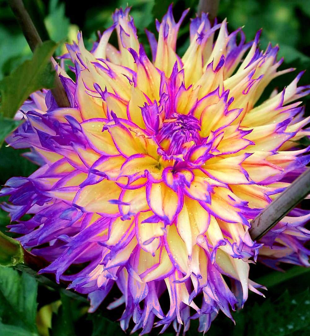 100+ Rare Mix Color Dahlia Pompon Flower Seeds Heirloom Variabilis Beautiful Annual for Planting Outdoor Gardens Yards - Hình 2