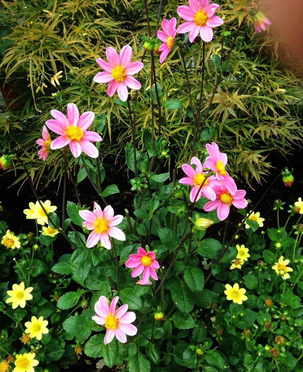 100+ Perennial Mixed Mini Dahlia Pompon Flower Seeds for Planting Ourdoor Beautiful Heirloom - Hình 5