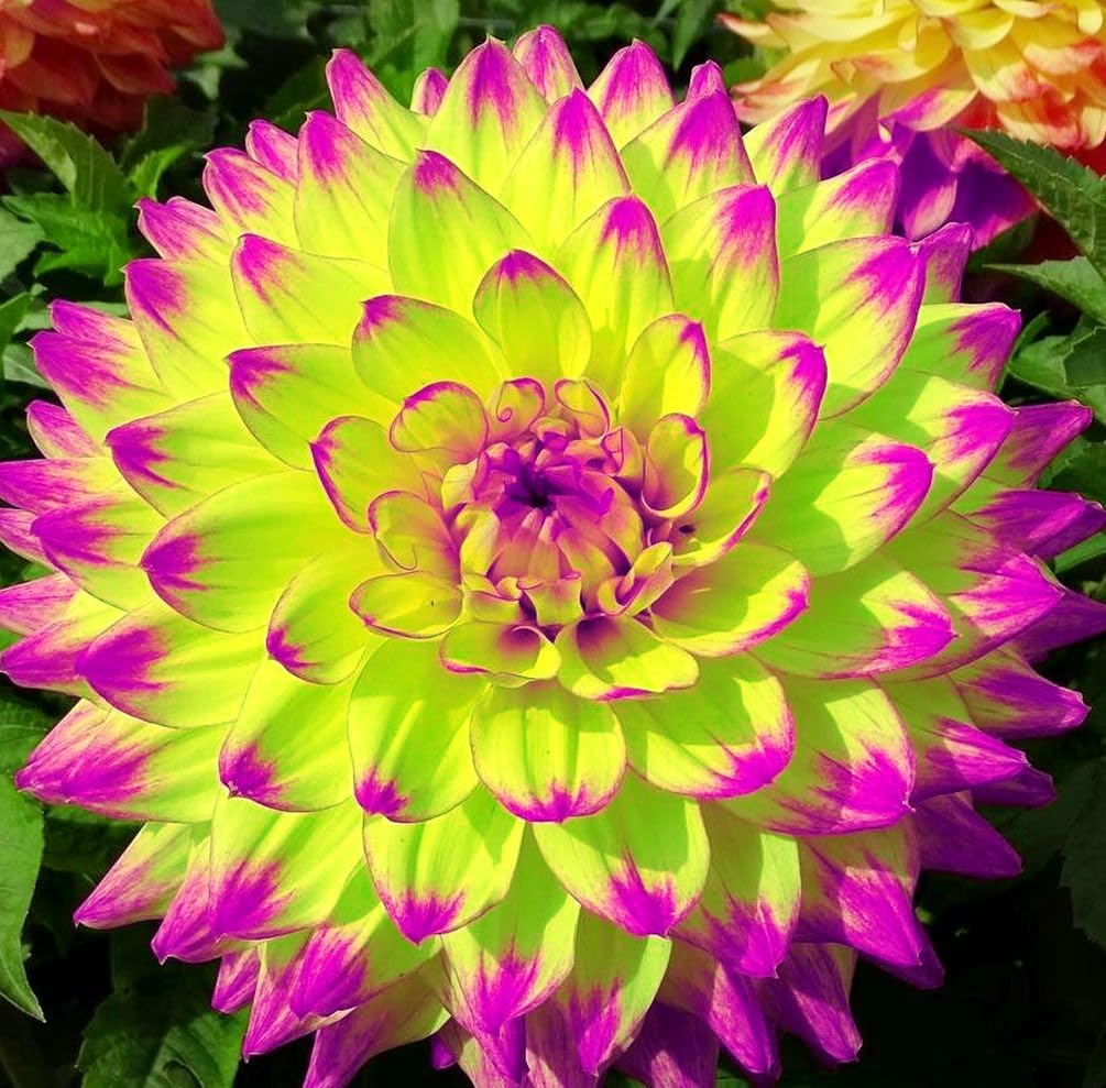 100+ Rare Mix Color Dahlia Pompon Flower Seeds Heirloom Variabilis Beautiful Annual for Planting Outdoor Gardens Yards - Hình 5