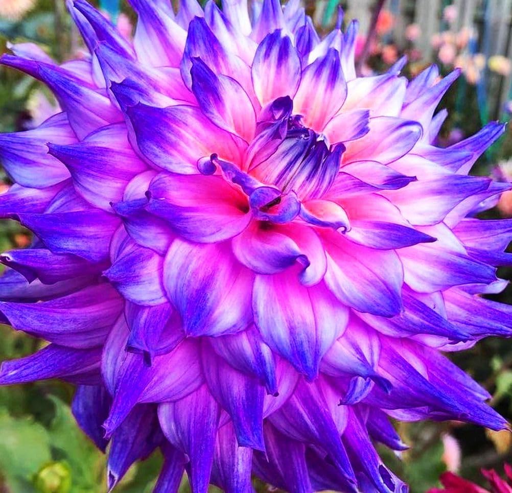 100+ Rare Mix Color Dahlia Pompon Flower Seeds Heirloom Variabilis Beautiful Annual for Planting Outdoor Gardens Yards - Hình 6